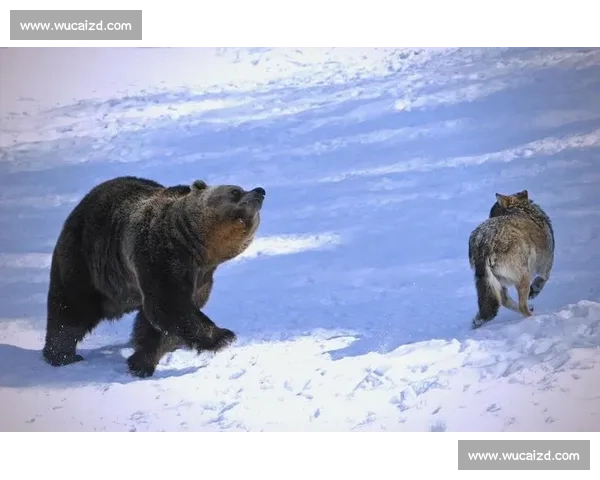 荒原夜战熊王独斗狼群生死对决的自然生存史诗真实记录瞬间